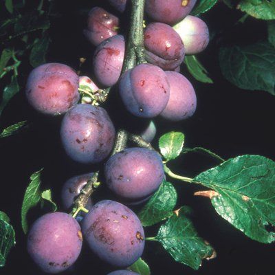 Plum Czar-2yr Half Std  St Julian A rootstock