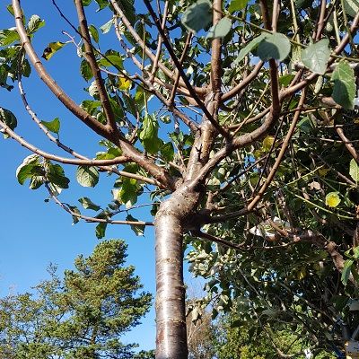 Plum Mirabelle de Nancy-Plum tree, Half Standard Form