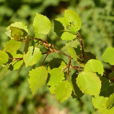 Populus tremula (UK Grown)- NATIVE POPLAR, PACK OF 10 CELL GROWN PLANTS