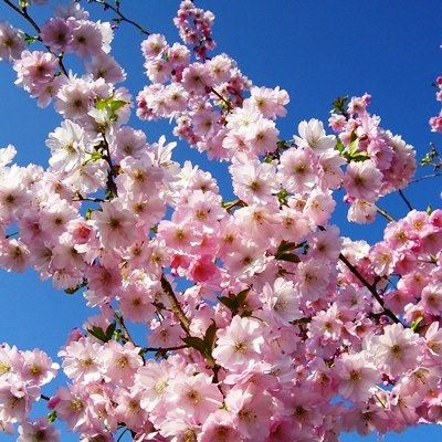 Prunus Accolade-Flowering Cherry Blossom Tree