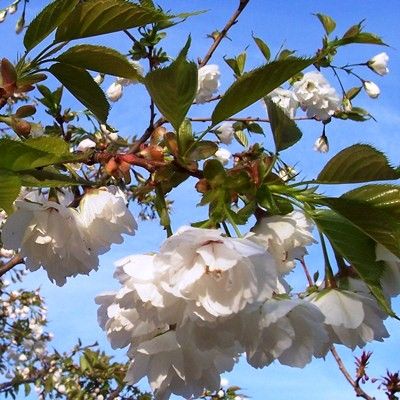 Prunus avium Plena-Double White Cherry Blossom Tree