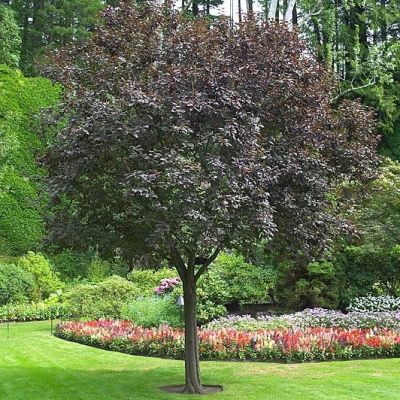 Prunus cerasifera Nigra-Purple Leaf Plum, Standard Form