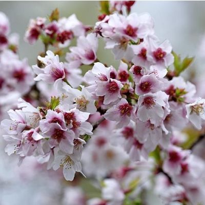 Prunus Kojo no mai -Ornamental Cherry Topworked at 45cm Blossom Tree