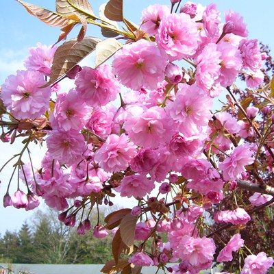 Prunus Kanzan-Double Pink Cherry Blossom Tree