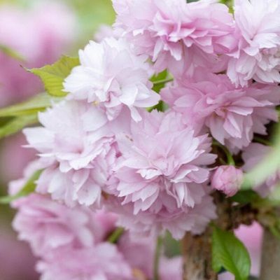 Prunus Kiku Shidare-Cheals Weeping Cherry Blossom, Standard Form