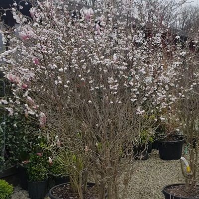 Prunus Kojo no Mai-Fuji cherry, Multistem Form Blossom Tree