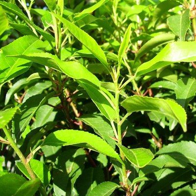 Prunus lusitanica-Portugal laurel, shrub