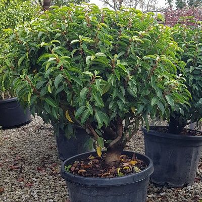 Prunus lusitanica Angustifolia-Portugal Laurel, Ball Form