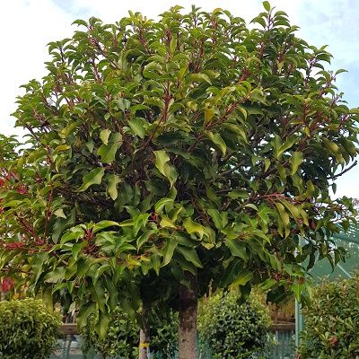 Prunus lusitanica Brenalia-Bushy form of Portugal Laurel, Half Standard Form