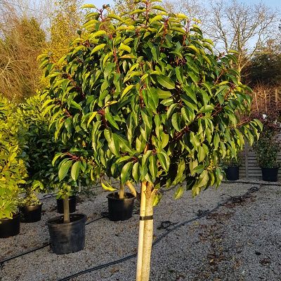 Prunus lusitanica Angustifolia-Portugal laurel, Half Standard Tree Form