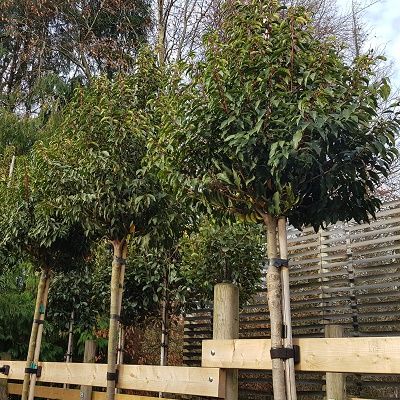 Prunus lusitanica Angustifolia-Portugal laurel, Standard Tree Form