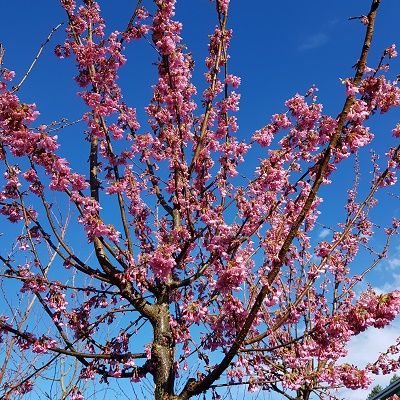 Prunus Okame-Pink Flowering Cherry Blossom
