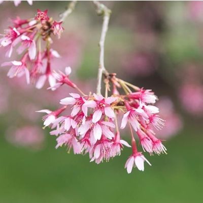 Prunus Okame-Flowering Cherry Blossom Tree, Standard Form