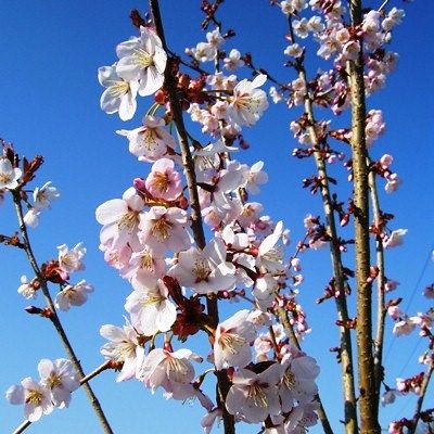 Prunus Pandora-Pink Flowering Cherry Blossom Tree