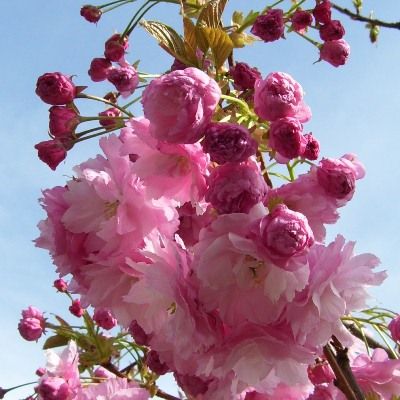 Prunus Pink Perfection-Cherry Blossom Tree, Standard Form