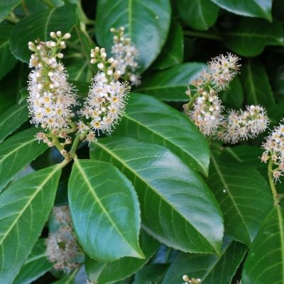 Prunus laurocerasus Rotundifolia-Cherry Laurel