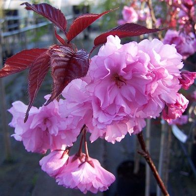Prunus Royal Burgundy-Purple Leaf  Flowering Cherry Blossom, Standard Form