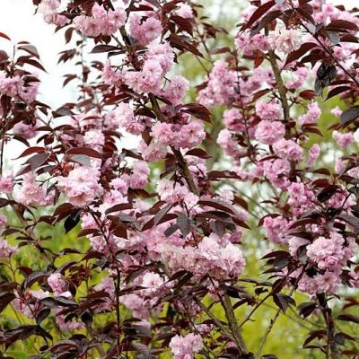 Prunus Royal Burgundy-Purple Leaf Flowering Cherry Blossom