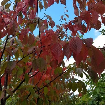 Prunus sargentii-Pink Flowering Cherry Blossom Tree