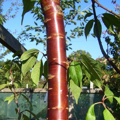 Prunus serrula Tibetica-Tibetan or Birch Bark Cherry