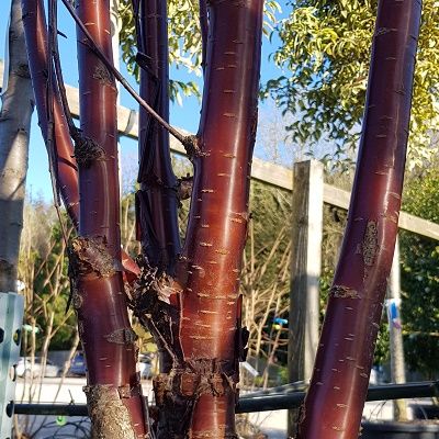 Prunus serrula Tibetica-Tibetan Cherry, Multi Stem Form