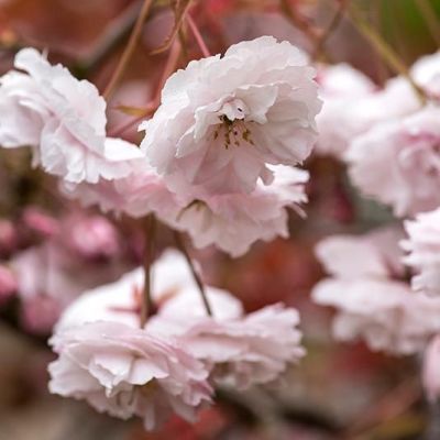 Prunus Shirofugen- Shirofugen Flowering Cherry Blossom Tree