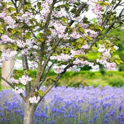 Prunus Shirofugen-Shirofugen Flowering Cherry, Standard Form