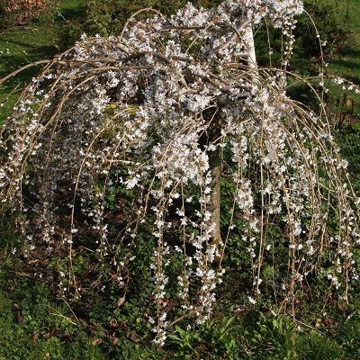 Prunus Snow Showers-Compact Weeping Flowering Cherry