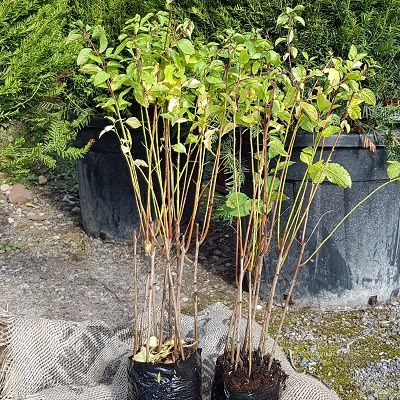 Prunus spinosa (UK Grown)-Blackthorn, Pack of 10 Cell Grown Plants
