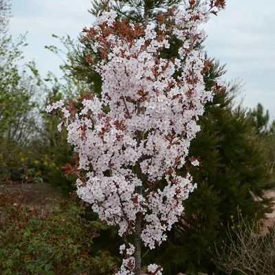 Prunus Spire-Ornamental Flowering Cherry Blossom, Standard Form