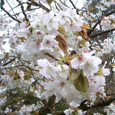Prunus Tai Haku-Great White Cherry Blossom Tree
