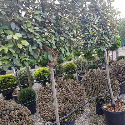 Elaeagnus ebbingei-Oleaster, Half Standard Pleached