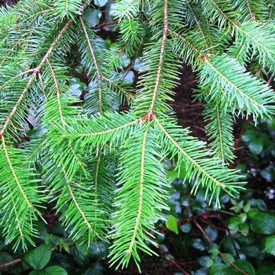 Pseudotsuga menziesii (UK Grown)-Douglas Fir, Bareroot