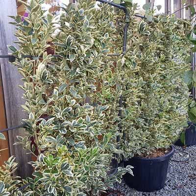 Euonymus japonicus Bravo-Japanese Spindle Bravo, Espalier Form