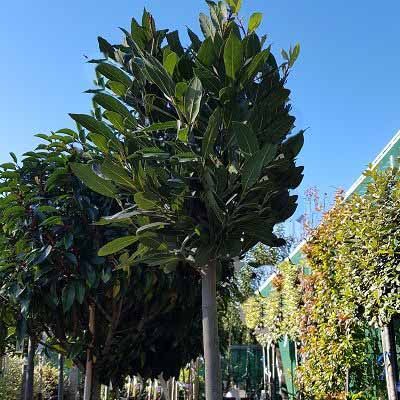 Laurus nobilis-Bay Tree, Bay, Half Standard Form