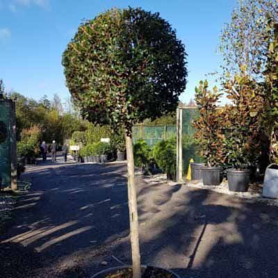 Ligustrum ionandrum-Privet, half standard form