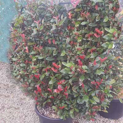 Photinia Carre Rouge-Compact Photinia, Espalier form