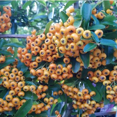 Pyracantha Saphyr Orange-Firethorn on Trellis