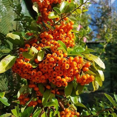 Pyracantha Orange-Firethorn