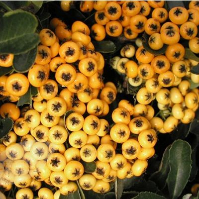 Pyracantha Yellow-Firethorn