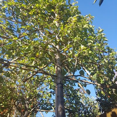 Pyrus calleryana Chanticleer, 12/14cm girth-Ornamental Pear Pleached Form