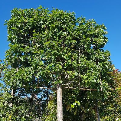 Pyrus calleryana Chanticleer , 14/16cm girth-Ornamental Pear, Pleached Form