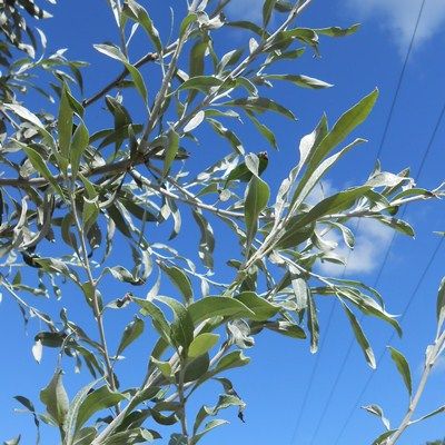 Pyrus salicifolia Pendula-Silver Leafed Weeping Pear
