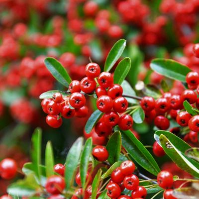 Pyracantha Red-Firethorn