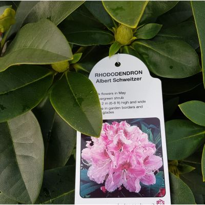 Rhododendron Albert Schweitzer-Hybrid Rhododendron