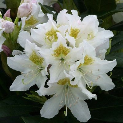 Rhododendron Cunninghams White-Hybrid Evergreen Rhododendron