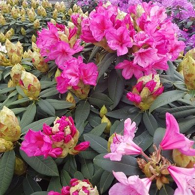 Rhododendron Van-Hybrid Evergreen Rhododendron