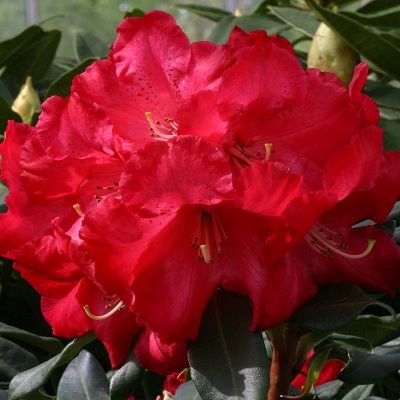 Rhododendron Halfdan Lem-Hybrid Rhododendron