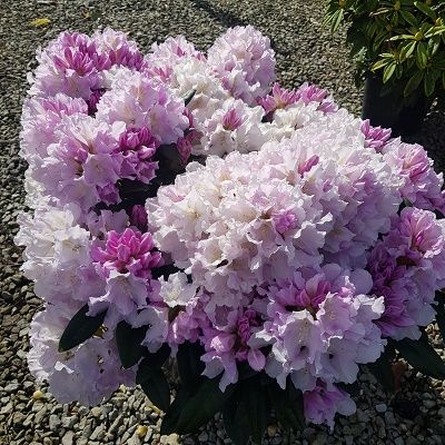 Rhododendron Hoppy-Evergreen Rhododendron Yakushimanum
