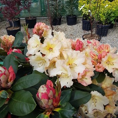 Rhododendron Horizon Monarch-Hybrid Rhododendron with apricot coloured spring flowers